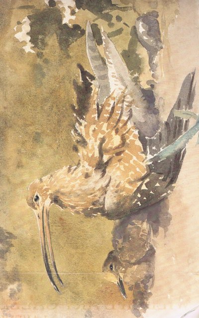 Curlew and Young by Robert George Talbot Kelly